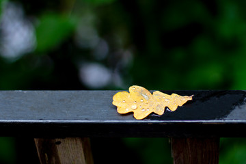 fallen dried oak leaf yellow in the rain drops lying on the black railing in the park
