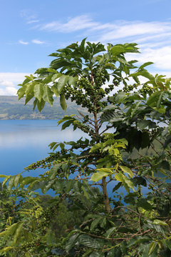 Coffee plantation on the hillside overlooking Lake Toba; North Sumatra, Indonesia.