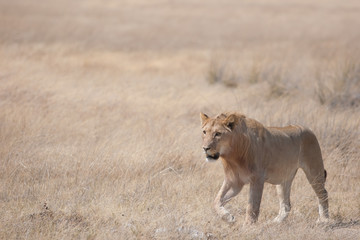 Young lion at Etosha National Park