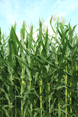 Fototapeta premium デントコーン