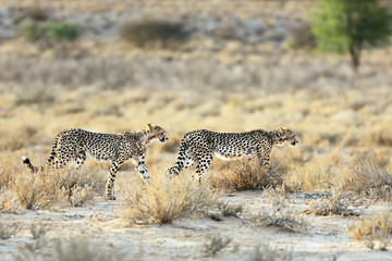 Two cheetah sub-adults walking in the early morning golden sun. Kgalagadi Park. South Africa. Acinonyx jabutes