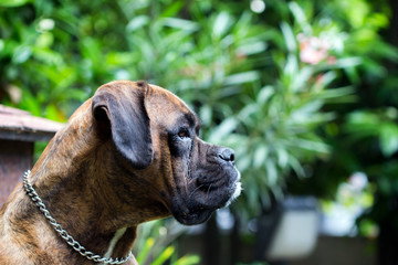 portrait of an alert boxer dog outdoors