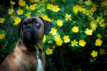 boxer dog outdoor in front of some yellow flowers