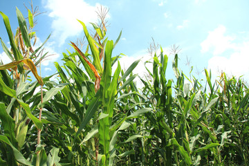 Obraz premium デントコーン