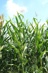 Fototapeta premium デントコーン