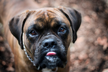 face of a boxer dog in an open space