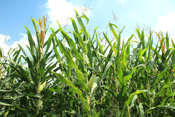 Obraz premium デントコーン