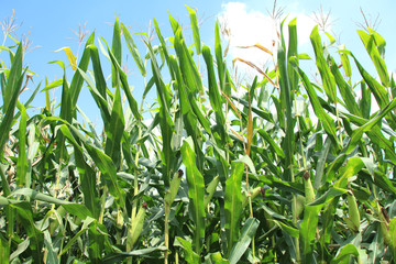 Obraz premium デントコーン