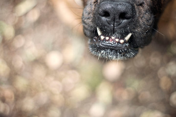 closeup of the boxer dog's muzzle