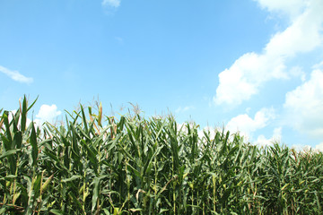 Obraz premium デントコーン
