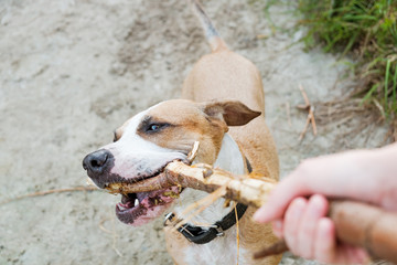 Playing with a dog outdoors, human's point of view. Playing with your pet with a piece of wood...