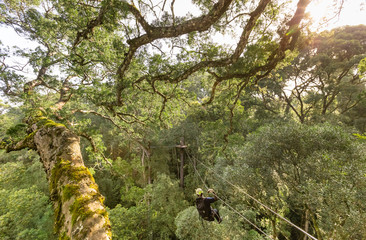 Zip lining through tree canopy in a forest