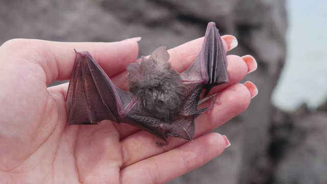 Baby bat oi the woman's hand - The Egyptian slit-faced bat, Nycteris thebaica