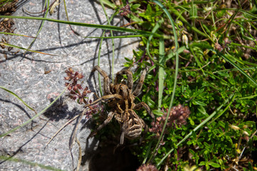 Waldtarantel Velebit Kroatien