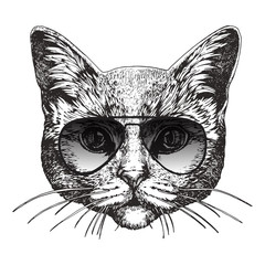 Portrait of British Shorthair Cat with sunglasses, hand-drawn illustration, vector