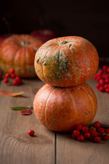 Whole decorative little raw pumpkin on dark wooden background, harvest, atmospheric picture of autumn. Rowan, dry leaves
