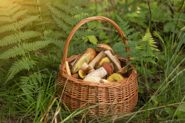 Edible mushrooms porcini in the wicker basket in sunlight. Nature, forest