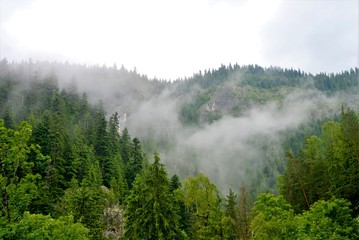 fog over the forest