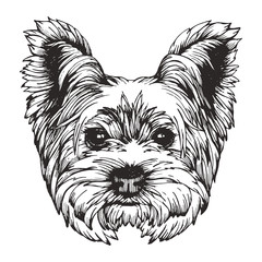 Portrait of Yorkshire Terrier Dog. Hand-drawn illustration. Vector