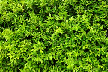 Green Leaves Fence Texture Background.