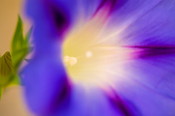 morning glory, drug of the aztecs