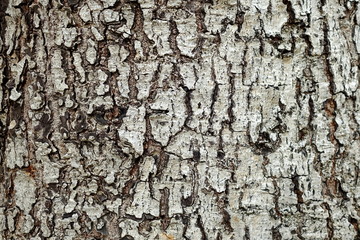 Close up Bark Texture Background.