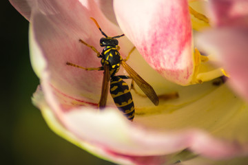 Fototapeta premium Biene auf der Blüte