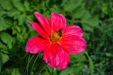 Bee on purples georgina pollinates a flower. Bee closeup.