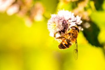 drone fly on a flower of a peppermint in summer in Germany