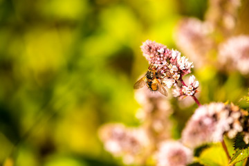 tachinid fly on a flower of a peppermint in summer in Germany