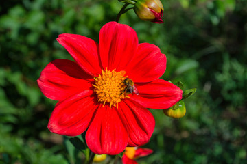 Bee on red georgina pollinates a flower. Bee closeup.