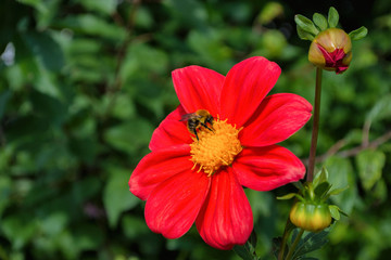 Bee on red georgina pollinates a flower. Bee closeup.