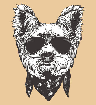 Portrait of Yorkshire Terrier Dog with sunglasses and scarf. Hand-drawn illustration. Vector