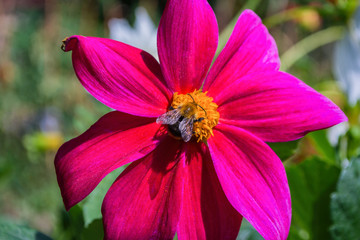 Fototapeta na wymiar Bee on purples georgina pollinates a flower. Bee closeup.