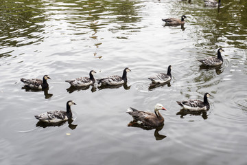 Ducks at the zoo on a sunny summer day