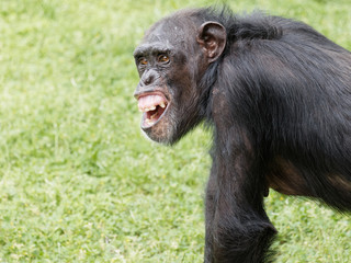 Portrait of chimpanzee staring with round eyes and shouting with mouth open, and you can see its dirty teeth.