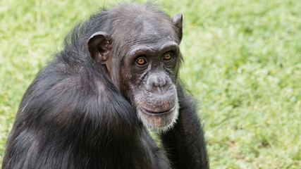 Portrait of chimpanzee staring at camera with round eyes and funny expression.