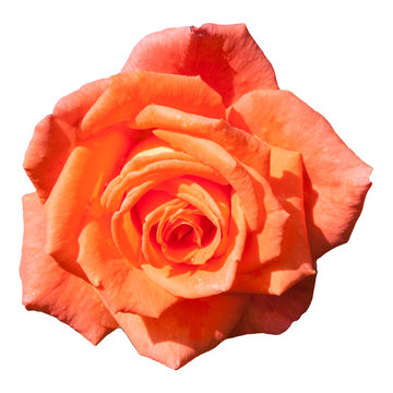 Beautiful coral color rose flower. Isolated image on a white background