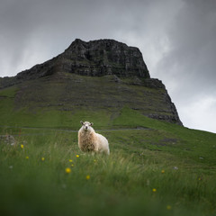 Mouton schetland aux îles féroé
