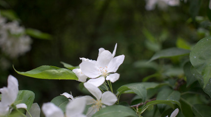 Apple trees flowers. the seed-bearing part of a plant, consisting of reproductive organs that are typically surrounded by a brightly colored corolla from petals