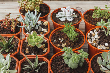multiple succulents in small  pots on a wooden table