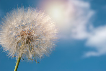 Dandelion in the blue sky with sun.