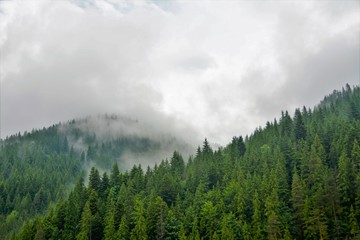 fog over the forest