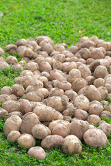 Young potatoes on the grass. A bunch of potato roots. A new harvest.  The concept of gardening.