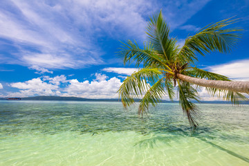 Tropical beach- calm sea surf, palm tree and blue sky - Idyllic tropical rest on island coast