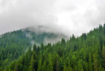 the fog above the forest