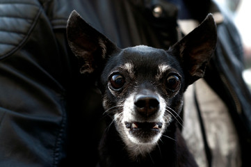 close up of a black dog with huge black eyes looking into the camera