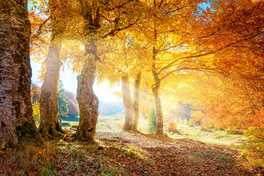 Warm autumn landscape -  beautiful forest with the sun rays and golden trees
