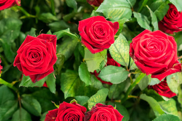 Fresh, natural red roses with green leaves. background
