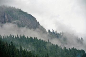 fog over the forest